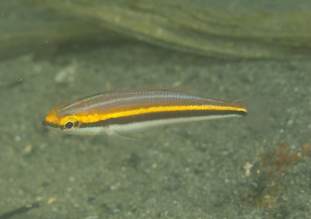 Paradise Threadfin Bream from Sydney NSW, Australia on April 12, 2023 ...