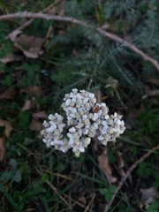 Achillea millefolium