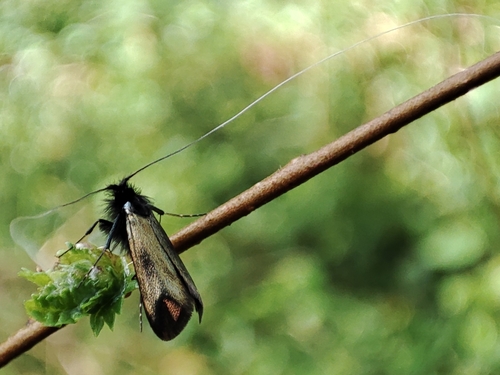 Adela reaumurella