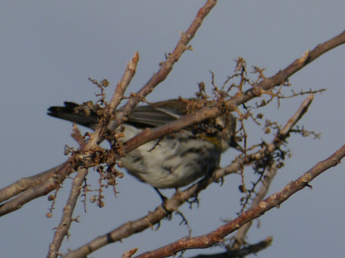 Yellow-rumped Warbler photographed in Maryland
