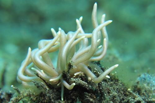 Phyllodesmium briareum
