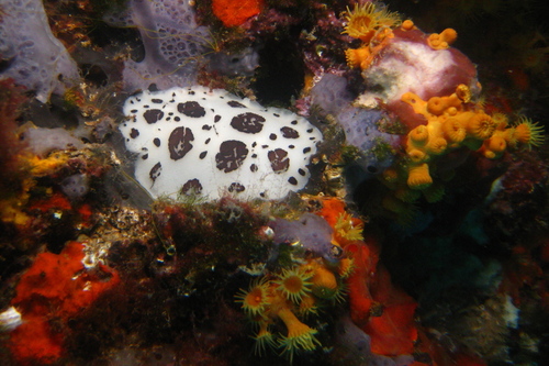 Peltodoris atromaculata