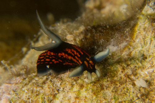 Roboastra gracilis