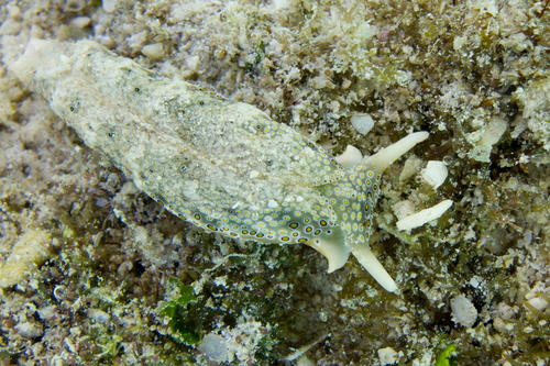 Ringed Sap-sucking Slug