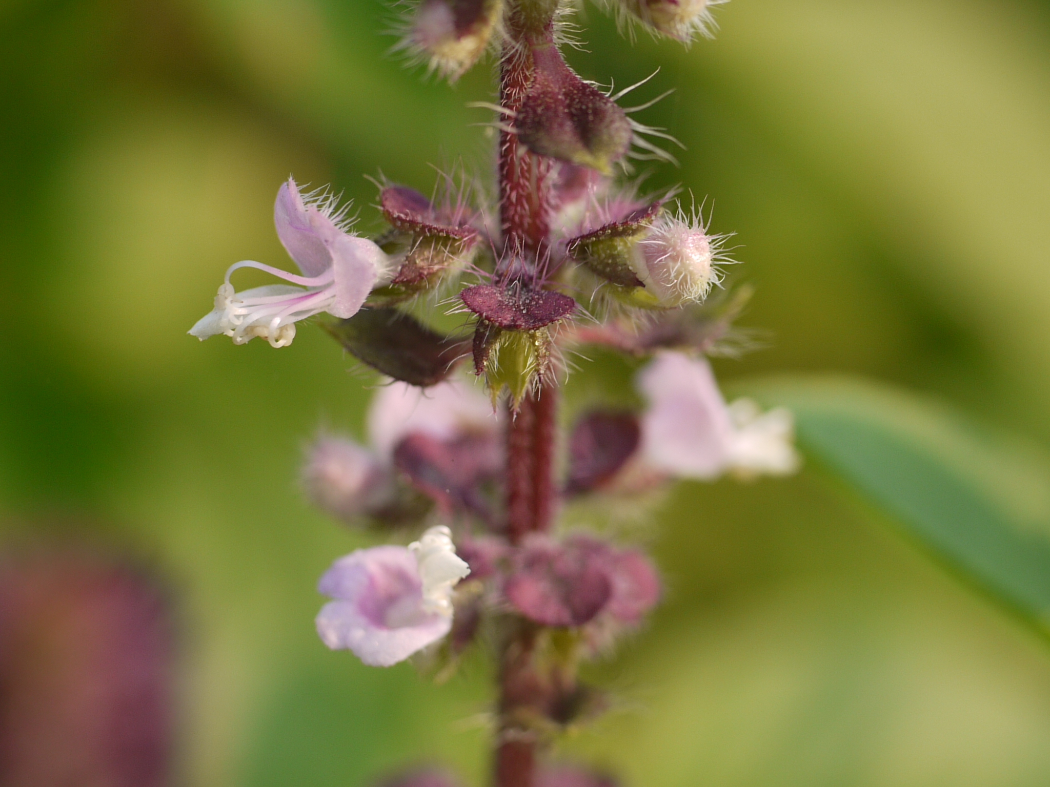 Sweet basil Ocimum basilicum iNaturalist