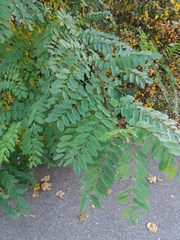 Robinia pseudoacacia