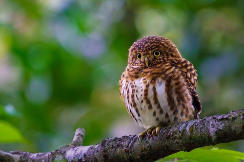 Glaucidium brodiei