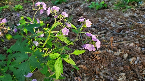 Fernleaf phacelia (Phacelia bipinnatifida)