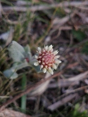 Pfaffia gnaphalioides