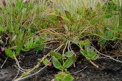 Aeollanthus fruticosus image