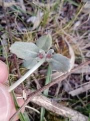 Pfaffia gnaphalioides