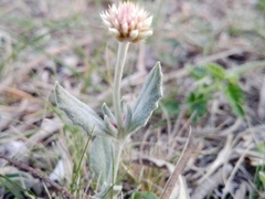 Pfaffia gnaphalioides
