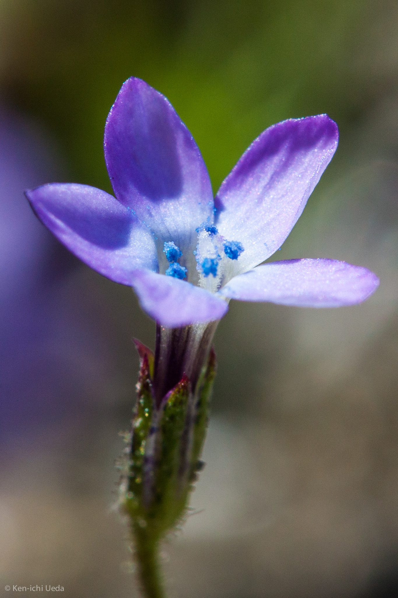 Gilia minor