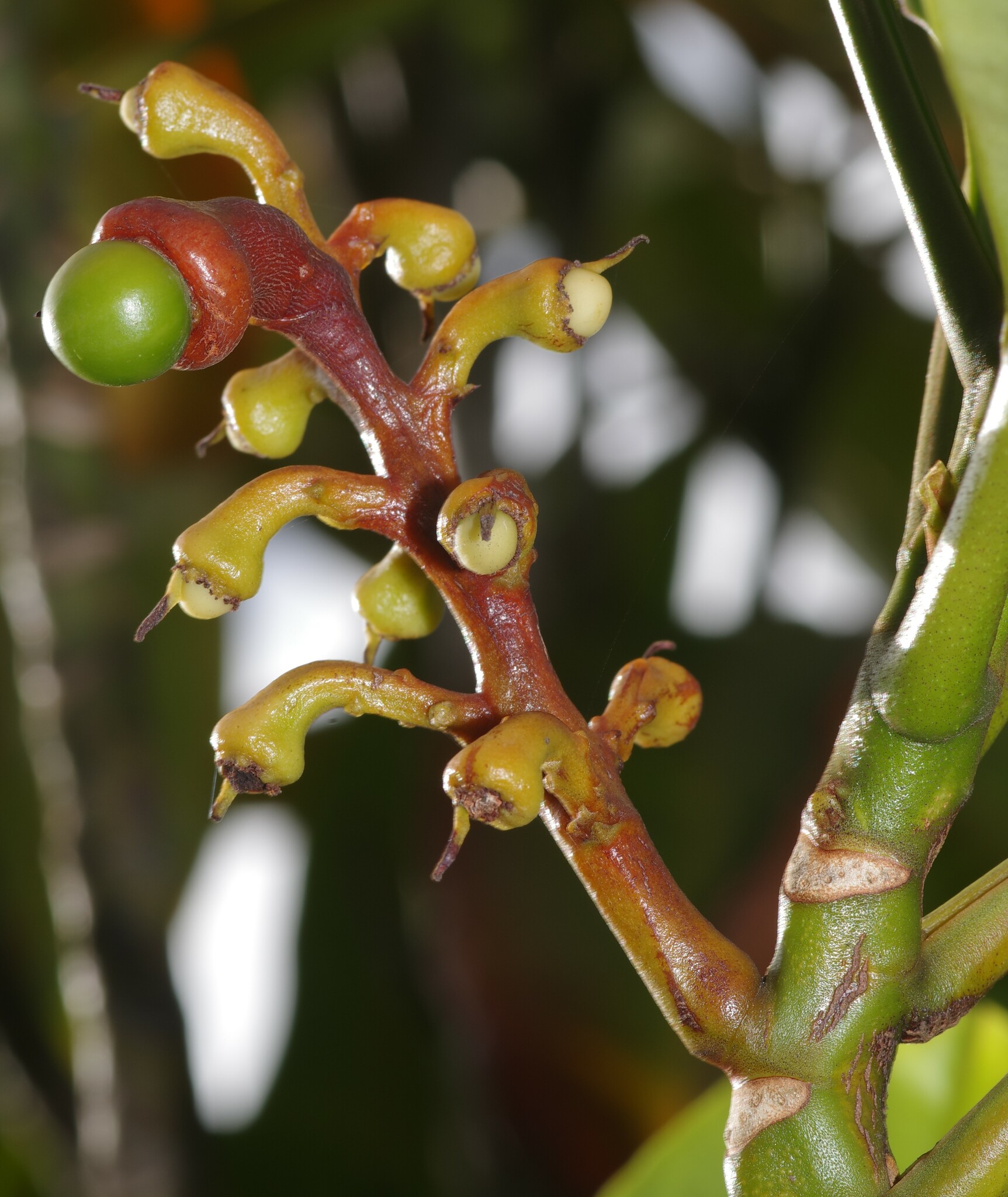 Rhabdodendraceae