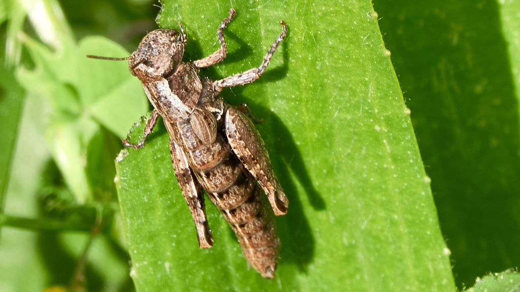 Cyprus Maquis Grasshopper