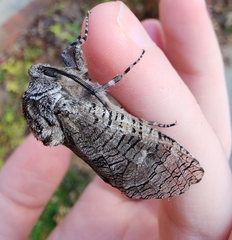 Prionoxystus macmurtrei