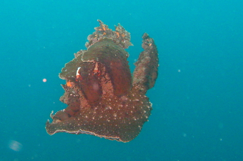 Melibe viridis