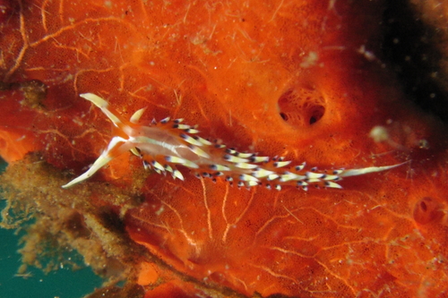 Caloria indica