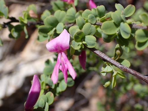 Image of Indigofera cogmaniana by (c) Ren Hoekstra, some rights reserved (CC BY)