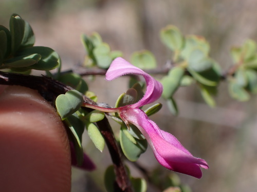 Image of Indigofera cogmaniana by (c) Ren Hoekstra, some rights reserved (CC BY)