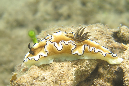 Doriprismatica atromarginata