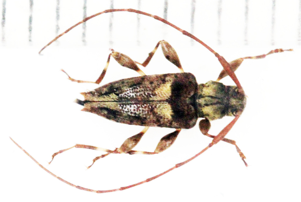 Leptocometes