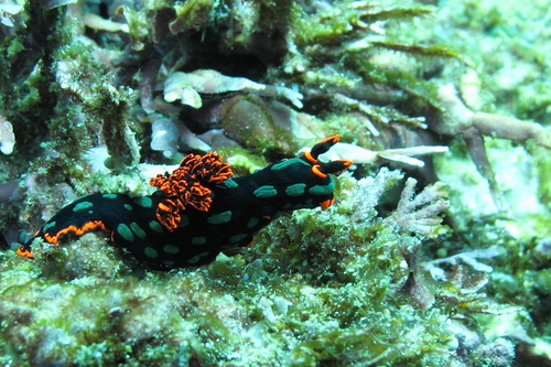 Dusky Nembrotha (Nembrotha kubaryana)
