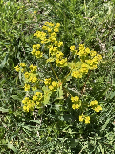 Euphorbia cossoniana