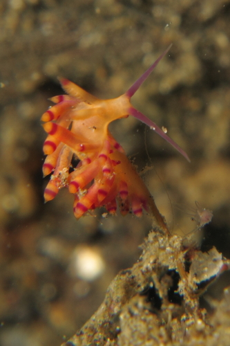 Flabellinidae