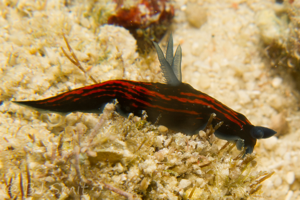 Graceful Wrinkle Dorid