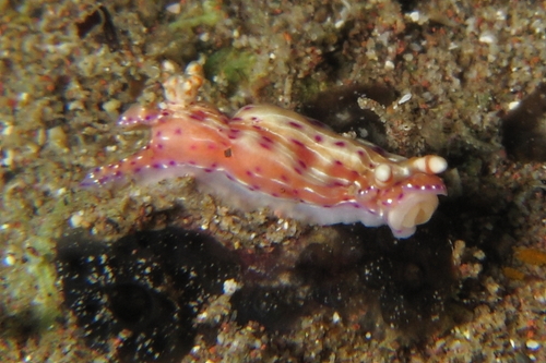 Hypselodoris maculosa
