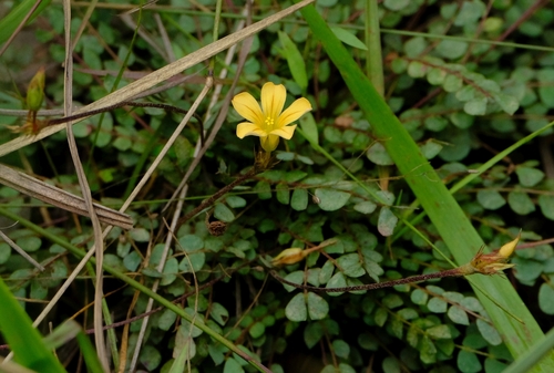 Biophytum crassipes image