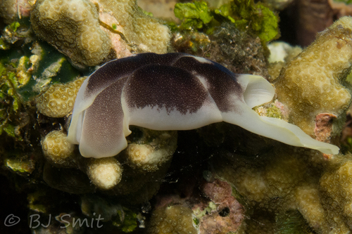 Chelidonura amoena