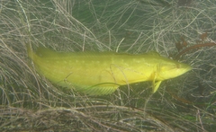 Giant Kelpfish photo 3