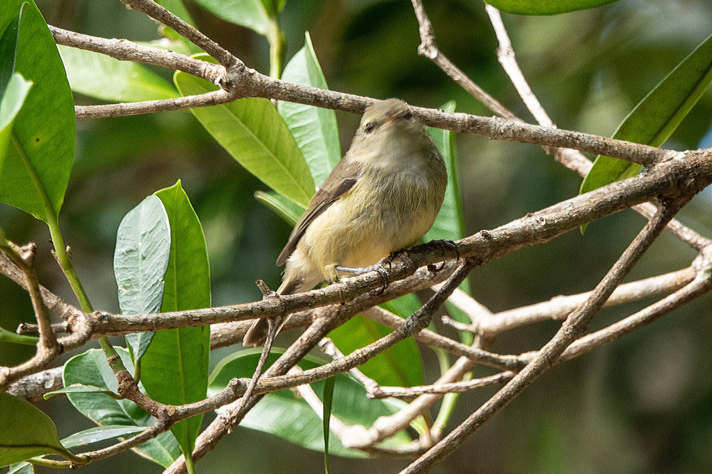 Norfolk Island Golden Whistler From Norfolk Island (mt Pitt), Nf On 