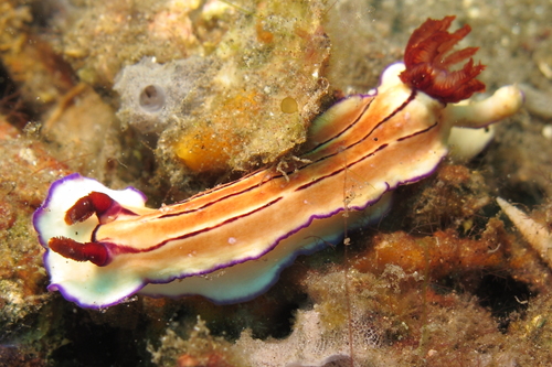 Hypselodoris emma