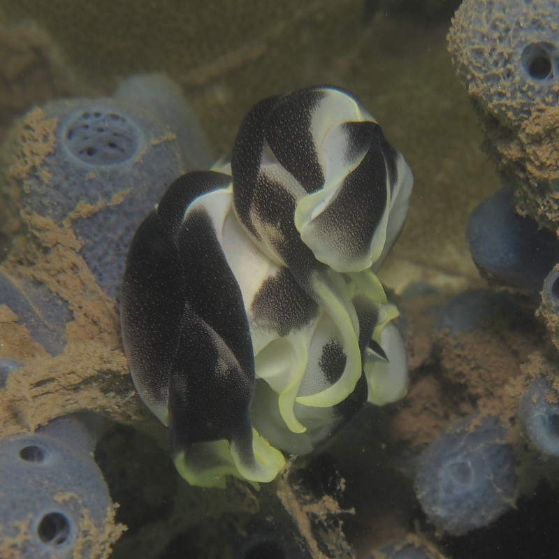 Lovely Headshield Slug