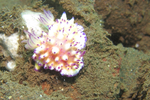 Mexichromis multituberculata