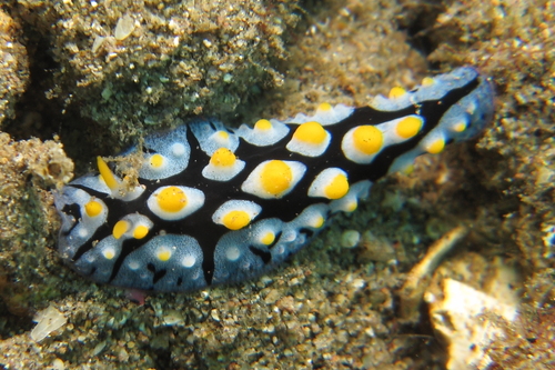 Phyllidia picta