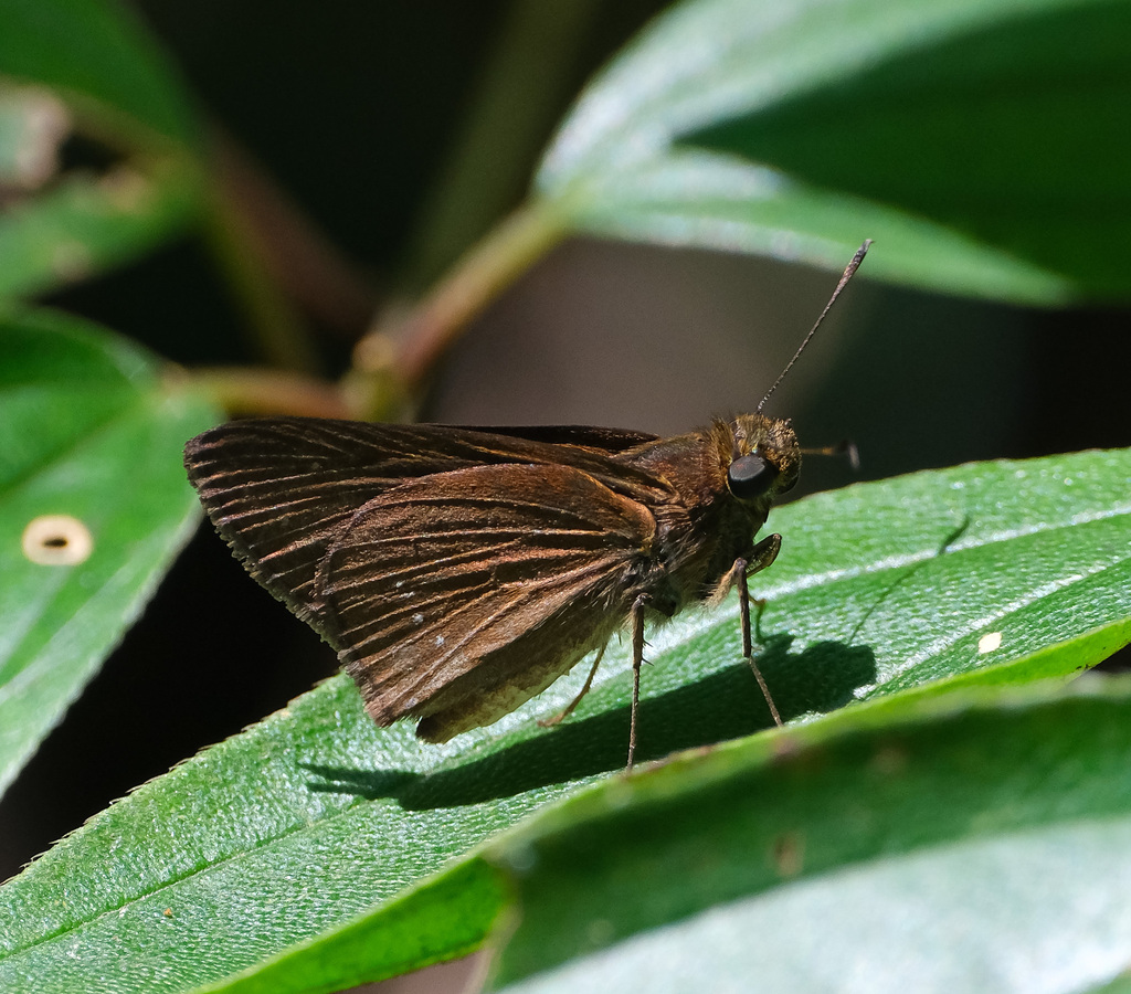 Phlebodes