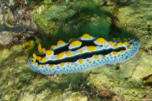 Phyllidia coelestis