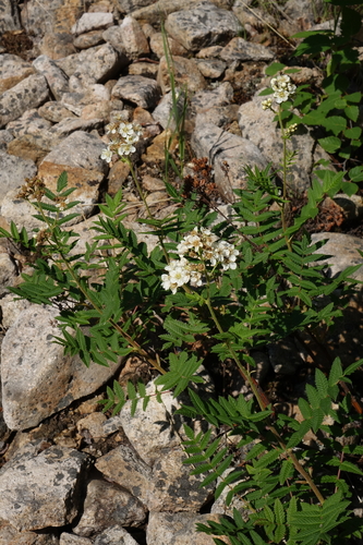 Image of Sorbaria grandiflora by (c) Oleg Kosterin, some rights reserved (CC BY)