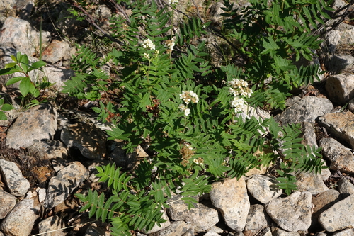 Image of Sorbaria grandiflora by (c) Oleg Kosterin, some rights reserved (CC BY)