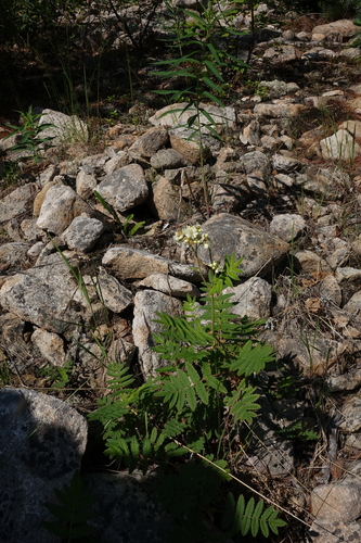 Image of Sorbaria grandiflora by (c) Oleg Kosterin, some rights reserved (CC BY)