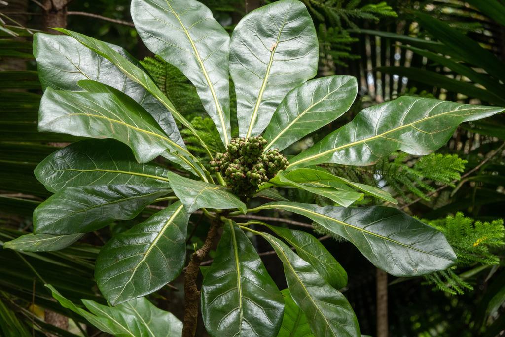 Meryta latifolia from Norfolk Island (Mt Pitt), Norfolk Island on March ...