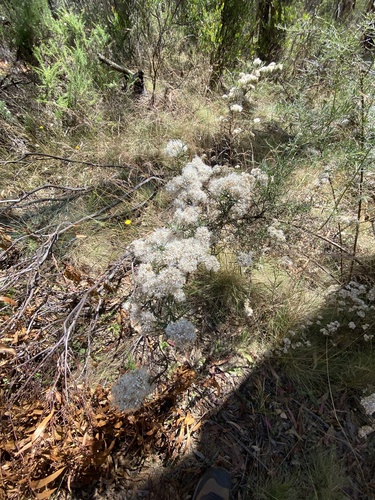 Ozothamnus thyrsoideus observed 2023-03-11