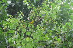 Icterus nigrogularis