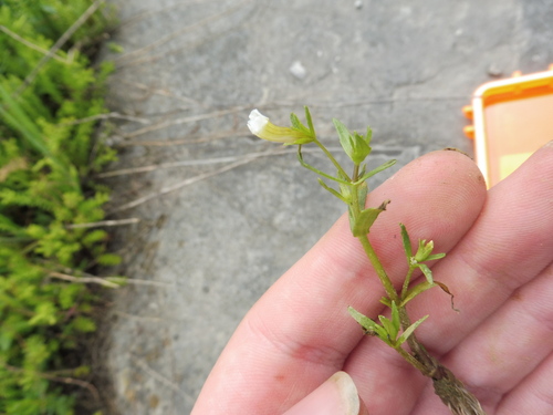 Image of Gratiola quartermaniae by no rights reserved