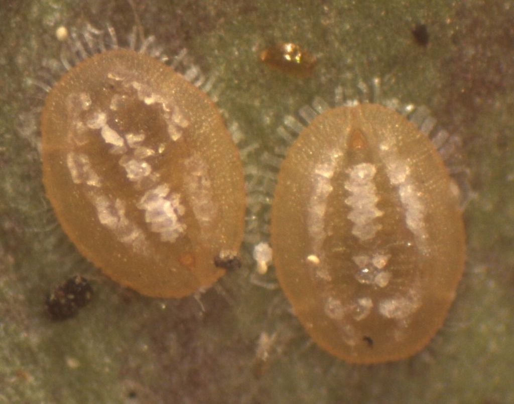 Melicytus whitefly