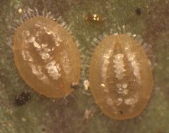 Bemisia flocculosa